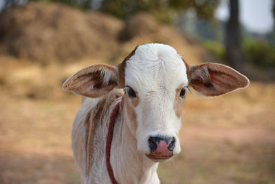 Beautiful little calf at dairy farm. newborn baby cow