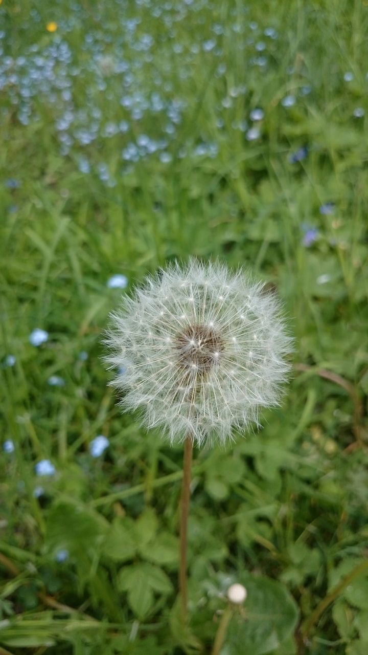 flower, dandelion, freshness, fragility, growth, flower head, white color, beauty in nature, nature, single flower, close-up, uncultivated, focus on foreground, softness, stem, wildflower, plant, field, white, in bloom