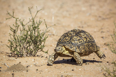 Close-up of a turtle on ground