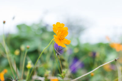 Close-up of yellow flowering plant on field