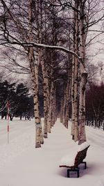 Snow covered road amidst trees against sky