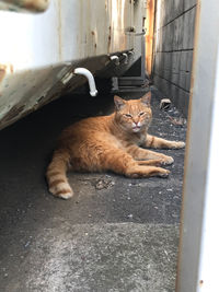High angle view of cat lying down