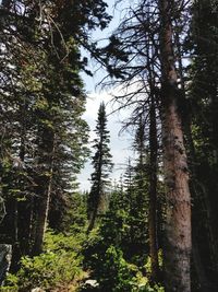 Low angle view of trees in forest against sky