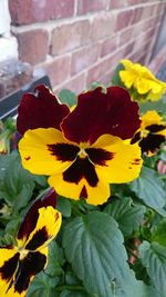 Close-up of yellow flowering plant