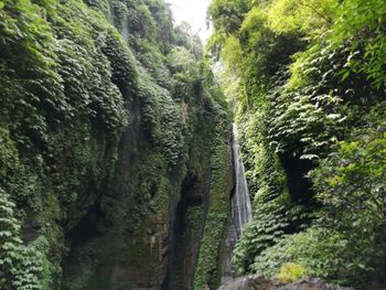 Panoramic view of trees in forest