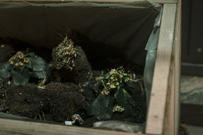 Close-up of potted plant on window