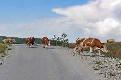 Cows chord crossing the road