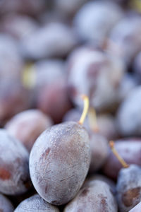 Close-up of blueberries