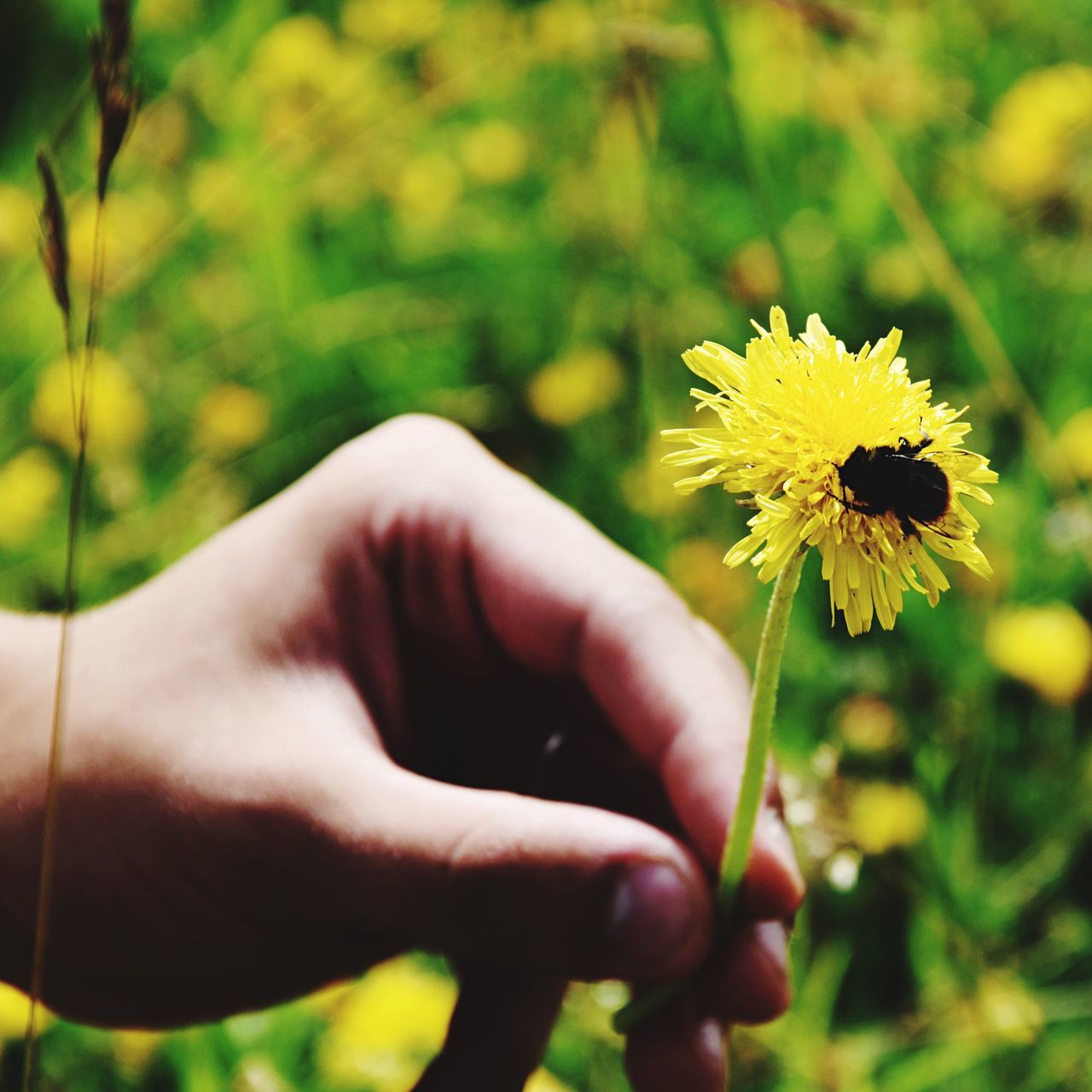 human hand, flower, focus on foreground, human body part, flower head, yellow, one person, real people, outdoors, close-up, plant, fragility, day, nature, freshness