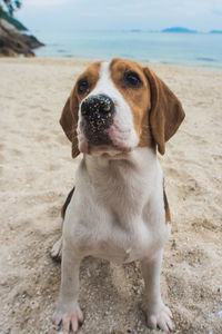 Dog looking away on beach