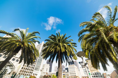 Low angle view of palm trees against blue sky