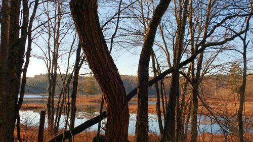 Bare trees in the forest