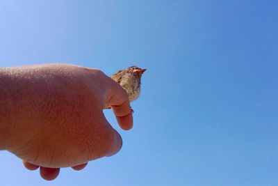 Hand holding a bird against clear blue sky