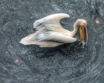 High angle view of duck in water