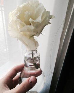 Close-up of hand holding rose in vase