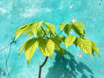 Close-up of leaves on plant against wall