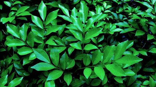 Full frame shot of green leaves