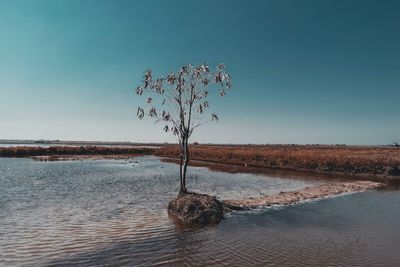 Bare tree on landscape against clear sky