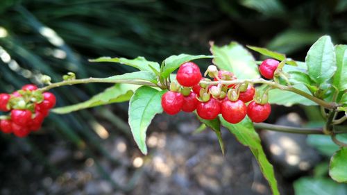 Close-up of red berries