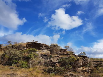 Plants growing on land against sky