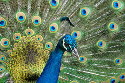 Male peacock displaying multicoloured, blue, green, gold, feathers in mating show fanned display