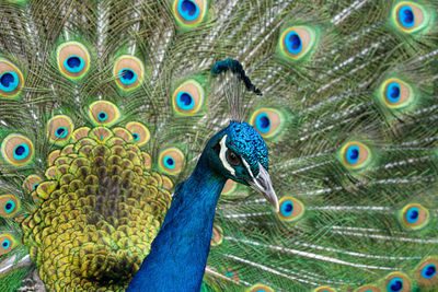 Male peacock displaying multicoloured, blue, green, gold, feathers in mating show fanned display