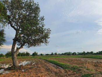Scenic view of agricultural field against sky