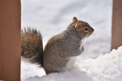 Close-up of squirrel on snow