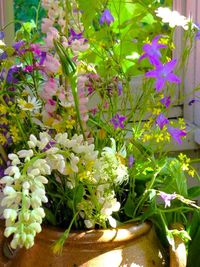 plant