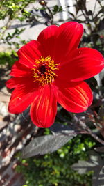Close-up of red flower
