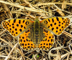 Close-up of butterfly on flower