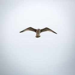 Low angle view of seagull flying