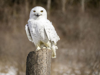 Snowy owl perched on post