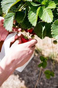 Cropped image of hands picking strawberries from plants