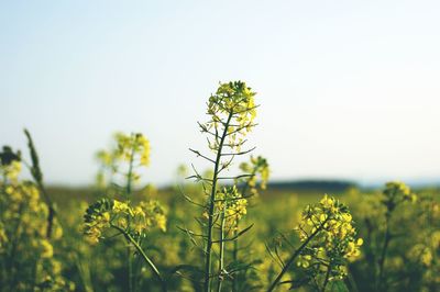 Close-up of fresh yellow flowers against clear sky