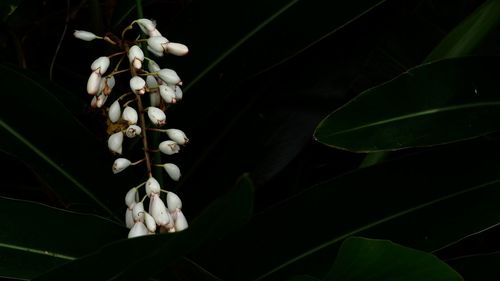 Close-up of white flowering plant