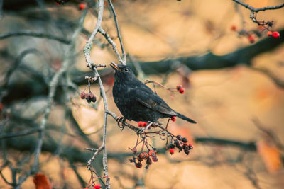 Close-up of bird perching on a tree