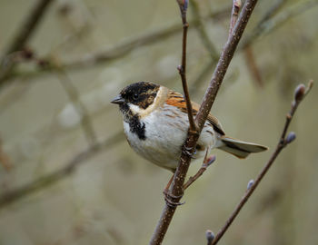 Close-up of bird perching outdoors