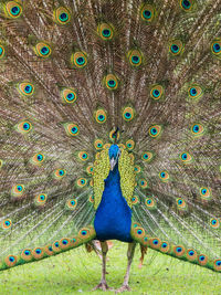 Close up of peacock