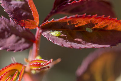 Close-up of maple leaves on plant