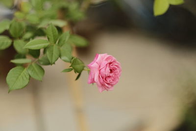 Close-up of pink rose plant