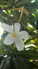 Close-up of frangipani on flower