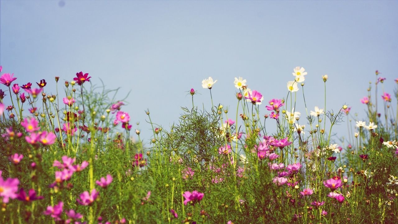 flower, freshness, clear sky, growth, fragility, beauty in nature, blooming, nature, copy space, plant, petal, pink color, field, flower head, in bloom, stem, sky, blue, tranquility, outdoors