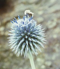 Close-up of bee on flower