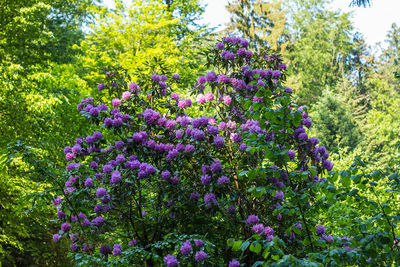 Purple flowers growing on tree