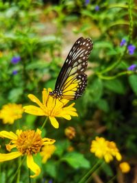 Close-up of butterfly pollinating on flower