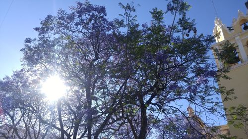 Low angle view of trees against sky