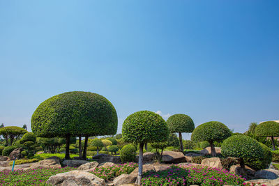 Low angle view of plants against clear blue sky