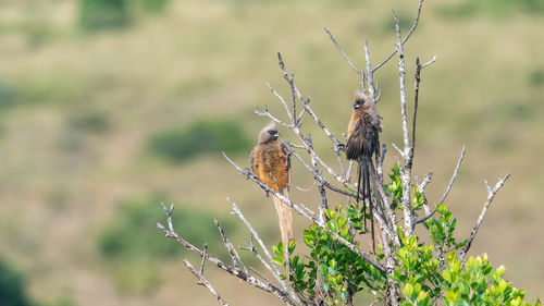 Close-up of bird perching on plant