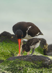 Young american oystercatcher fed by parent. 12 days old. santa cruz island, galápagos 